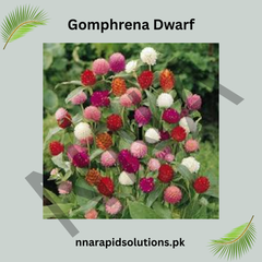 Gomphrena Dwarf Seeds – Compact Colorful Garden Flowers