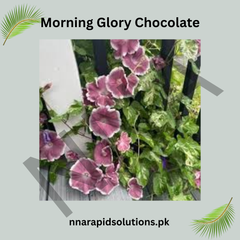 Morning Glory Chocolate Seeds – Unique Chocolate-Colored Climbing Flower