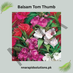 Balsam Tomb Thumb Seeds – Compact Summer Flower
