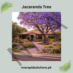 Jacaranda Tree Seeds – Ornamental Purple-Flowering Tree