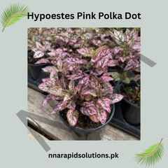 Hypoestes Pink Polka Dot Seeds – Colorful Foliage Indoor Plant