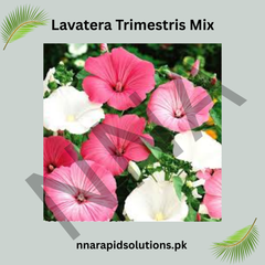 Lavatera Trimestris Mix Seeds – Vibrant Summer Mallow Flowers