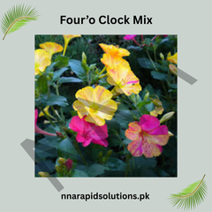 Four’o Clock Mix Seeds – Vibrant Multicolor Summer Flower