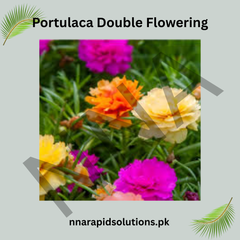 Portulaca Double Flowering Seeds – Heat Loving Moss Rose