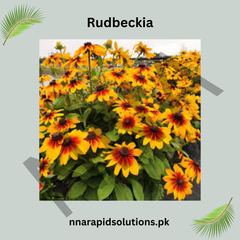 Rudbeckia Seeds (Black-Eyed Susan) – Bright Summer & Autumn Flower