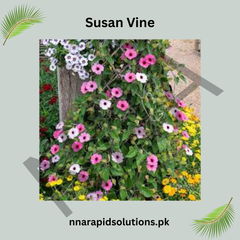 Susan Vine Seeds (Black-Eyed Susan Vine) – Fast Growing Summer Climber