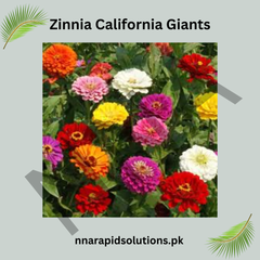 Zinnia California Giants Seeds – Extra Large Summer Blooms