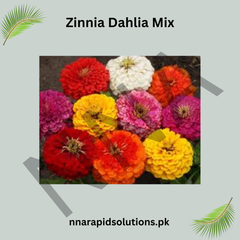 Zinnia Dahlia Mix Seeds – Large Double Bloom Summer Flower