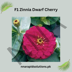 F1 Zinnia Dwarf Cherry Seeds – Compact Summer Flow