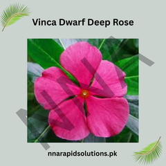 Vinca Dwarf Deep Rose Seeds – Heat Tolerant Summer Flower