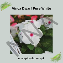 Vinca Dwarf Pure White Seeds – Heat Tolerant Summer Flower