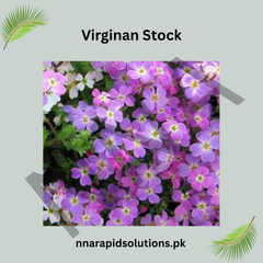 Virginian Stock Seeds – Colorful Summer Bedding Flower