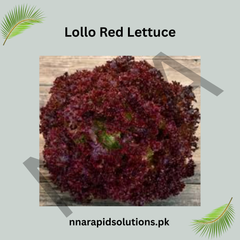 Hybrid Lollo Red Lettuce Seeds Colorful & Nutritious Salad Green