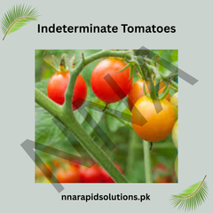 Indeterminate Tomato Seeds (Hybrid) – Vining Tomato Variety for Continuous Harvest