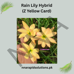 Rain Lily Hybrid Z Yellow Card Bulb – Bright Yellow Blooming Rain Lily