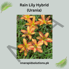 Rain Lily Hybrid Urania Bulb – Vibrant Orange-Pink Blooming Rain Lily