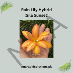 Rain Lily Hybrid Sila Sunset Bulb – Vibrant Orange-Pink Blooming Rain Lily