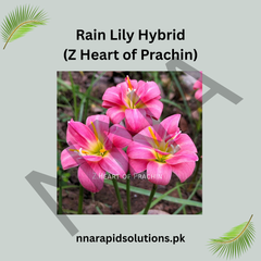 Rain Lily Hybrid Z Heart of Prachin Bulb – Stunning Pink Blooming Rain Lily