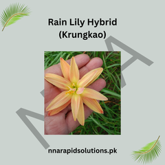 Rain Lily Hybrid Krungkao Bulb – Elegant White Blooming Rain Lily