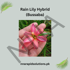 Rain Lily Hybrid Bussaba Bulb – Gorgeous Pink Blooming Rain Lily