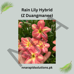 Rain Lily Hybrid Z Duangmanee Bulb – Exotic Yellow Blooming Rain Lily