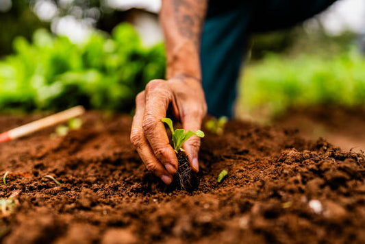 Vegetable seeds germinating in soil