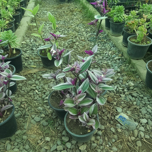 Variegated Pink Wandering Jew – Decorative Indoor Plant