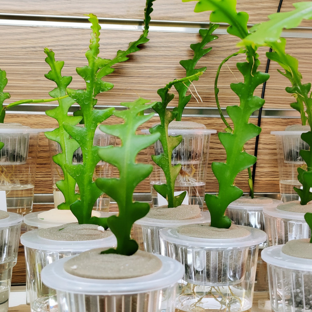 Fish bone Cactus – Zigzag Ric Rac Cactus Hanging Plant
