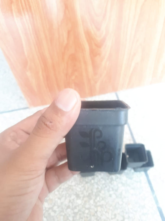 2x2 Inch Square Nursery Pots  Pack of 12 Small Plastic Pots for Seedlings & Cuttings