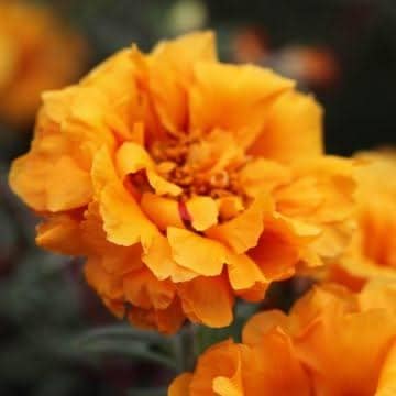 Portulaca Golden Flower Seeds  Din ka Raja Yellow Blooms for Summe