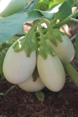 White Round Eggplant Hybrid Seeds  High Yield & Smooth Texture