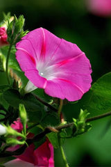 Morning Glory Pink Flower Seeds in Pakistan  Elegant Climbing Vine for Garden Decor
