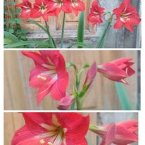 Amaryllis Flower-Pink (1 Bulb)