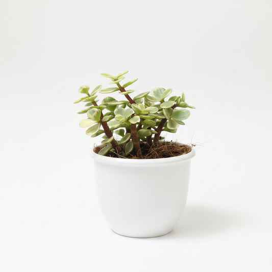 Variegated Jade Plant – Crassula Ovata Variegata Succulent