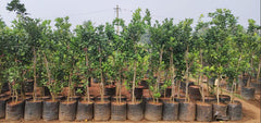 Sweet Lime Plant – Mosambi Citrus Fruit Tree (Citrus limetta)