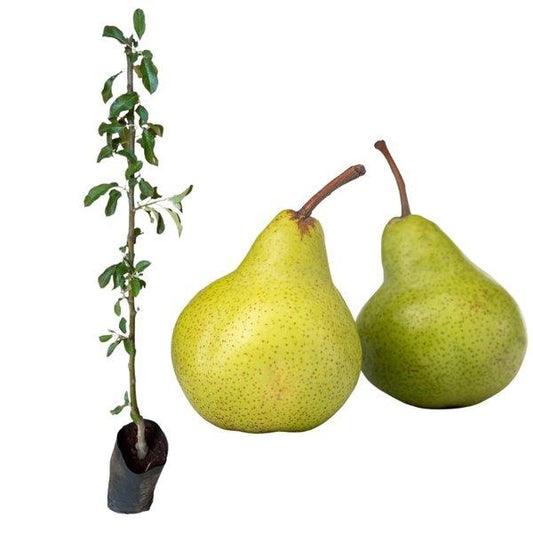 William Rozo/William Roso Pear Plant – Premium Grafted Pear Fruit Plan