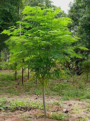 Buy Moringa Tree (Sohanjna Plant)  Fast-Growing Medicinal Tree for Pakistan