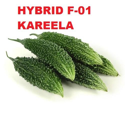 Bitter Gourd Karela Hybrid Seeds | High Yield Vegetable Seeds in Pakistan