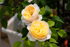 English Rose Deep Smile – Golden Yellow Fragrant Rose