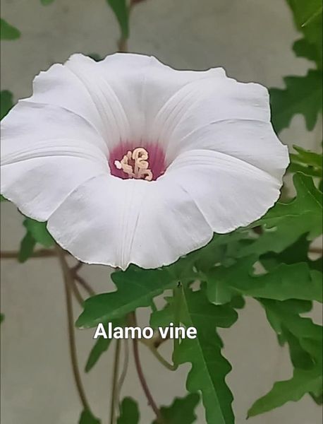 Alamo Vine Plant | Decorative Flowering Climber for Garden & Balcony