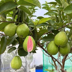 Pink Amrood Plant – Premium Pink Flesh Guava Variety
