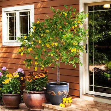 Seedless Lemon Plant – High Yield Grafted Citrus Plant
