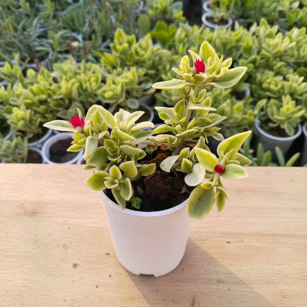 Succulent Plant # 15 – Low Maintenance Decorative Plant