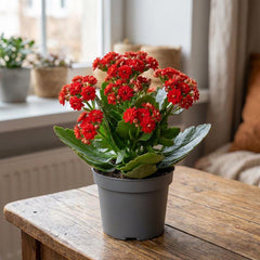 Red Desi Kalanchoe – Beautiful Long Blooming Flowering Plant