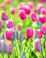 Imported Tulip-Pink (1 Bulb)