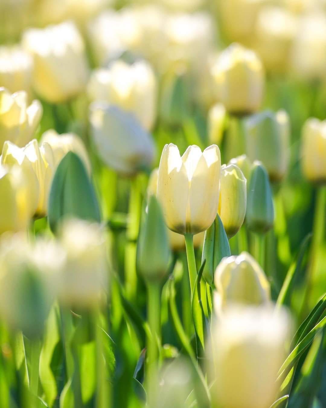 Imported Tulip-White (1 Bulb)