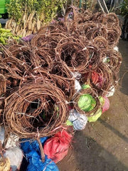 White Gola Grapes Plant (Chaman)  3-Year Fruiting Grafted Vine