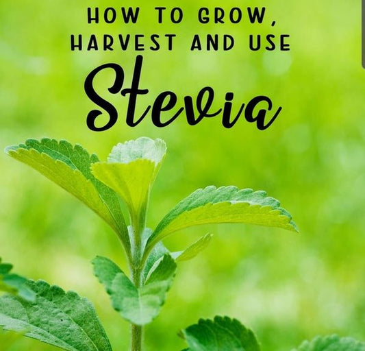 Stevia Hybrid Seeds  Grow Your Own Natural Sweetener in Pakistan
