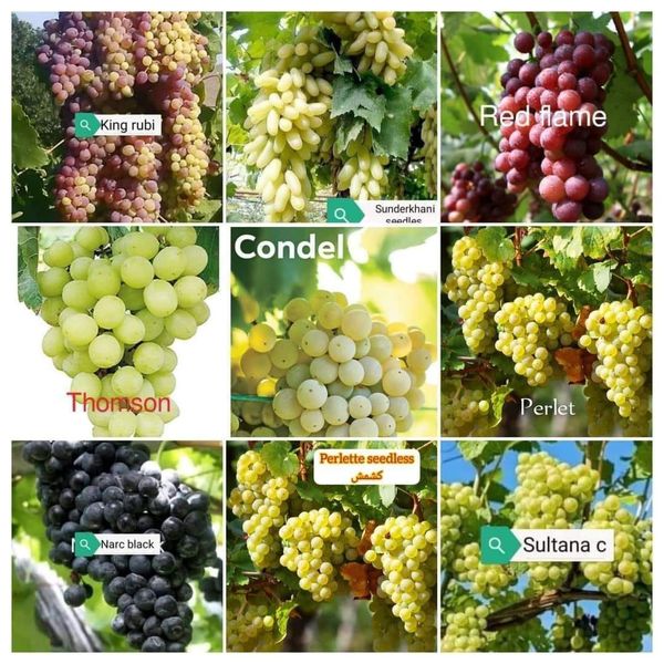 NARC Black Grapes Plant 3 Years Old  Fruiting Seeded Vine Grown in Pakistan