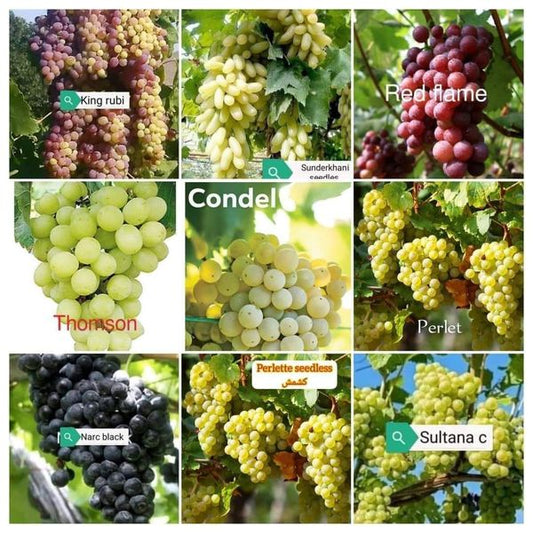 NARC Black Grapes Plant 3 Years Old  Fruiting Seeded Vine Grown in Pakistan